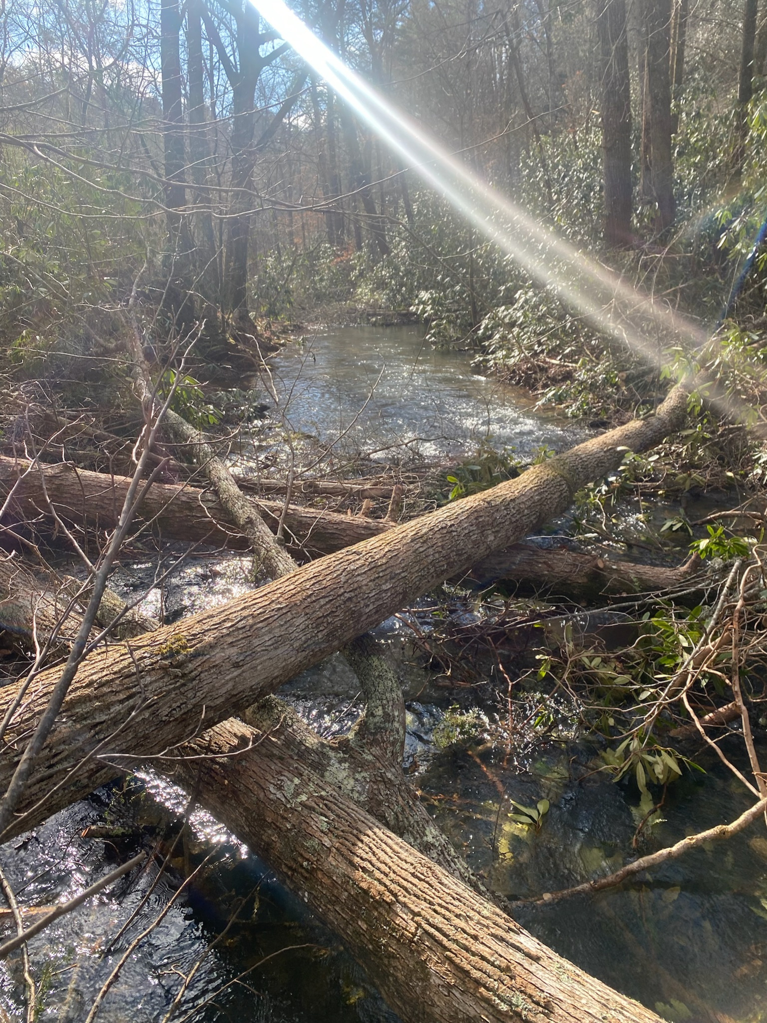 Natural stream with large wood and surrounding forest
